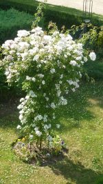 Large Tuteur - Image 3