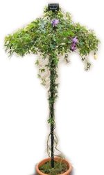 Single Stem Tuteur - Image 2